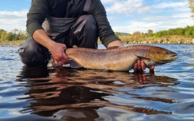 River Dee Report for the end of the 2024 season