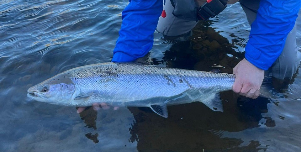 River Dee Fishing Report – Week 2- Mon 9th February 2026