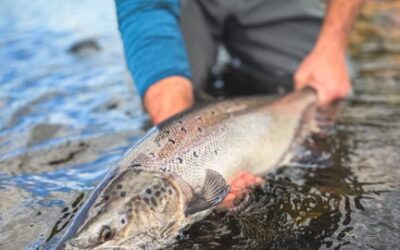 River Dee Fishing Report – Week 28 – Mon 3 August 2026