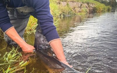 River Dee Fishing Report – Week 35– Mon 21 September 2026