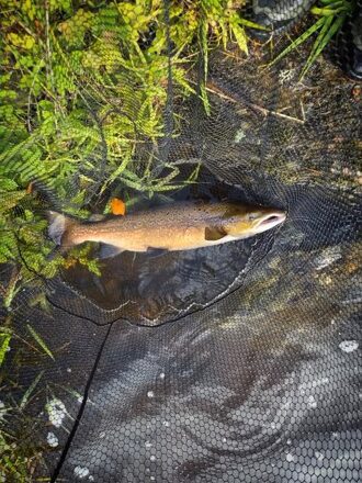 River Dee Fishing Report – Week 36– Mon 28 September 2026
